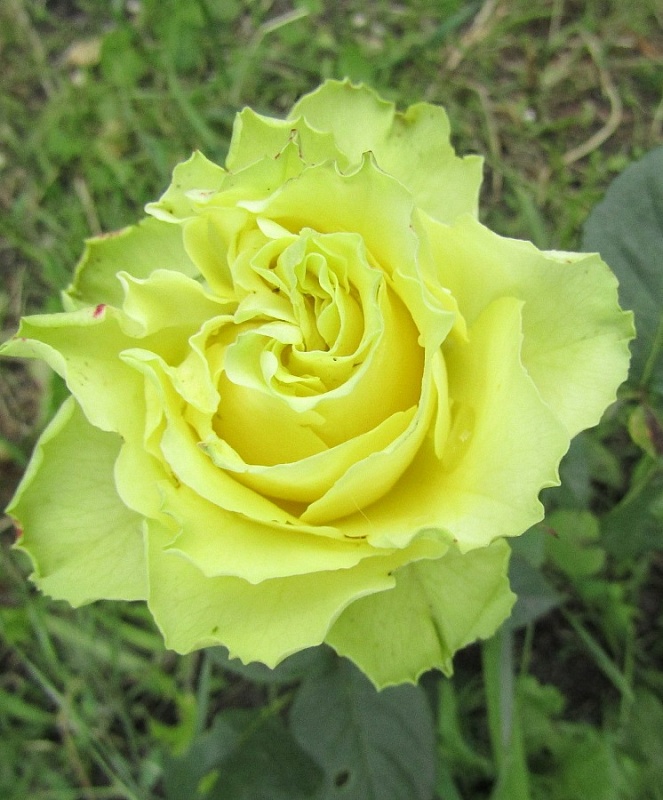 Роза чайно-гибридная Лимбо