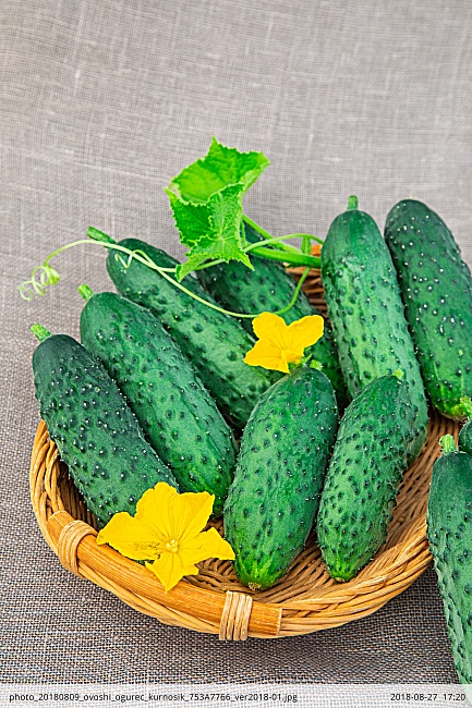 Огурец Курносик F1 (Селекция "ВХ") 0,25 гр цв.п