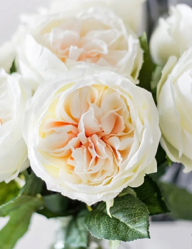 Роза чайно-гибридная Евгения 