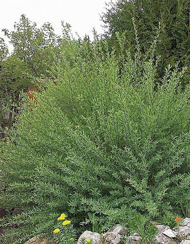 Ива Маяк 1 шт ASF Р9