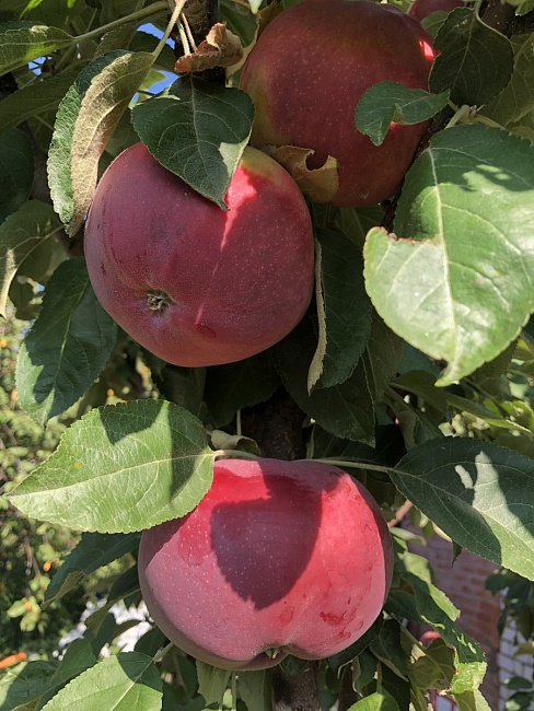 Яблоня колонновидная Останкино