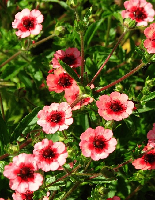 Лапчатка непальская Огненное Пламя ASF 1 шт Р9