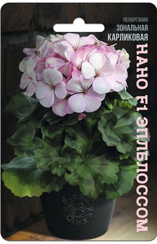 Пеларгония зональная карликовая Нано F1 Эплблоссом 5 шт