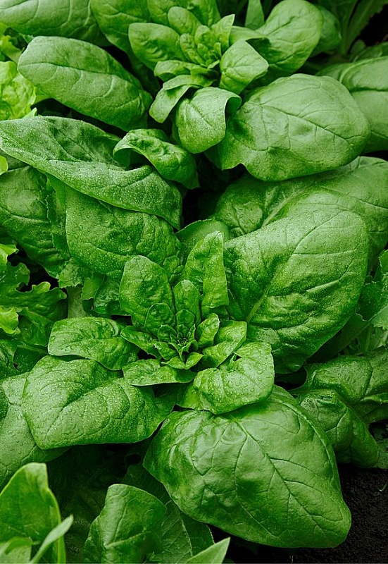 Шпинат Матадор 10 гр цв.п (Сортсемовощ)