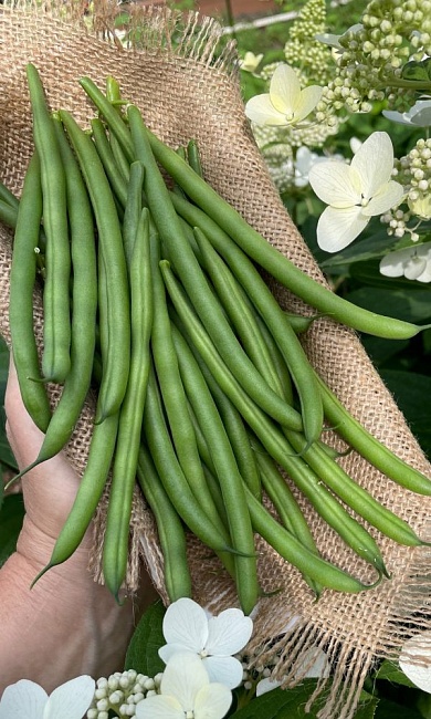 Фасоль Чудо лентяя (УД) 10 шт цв п