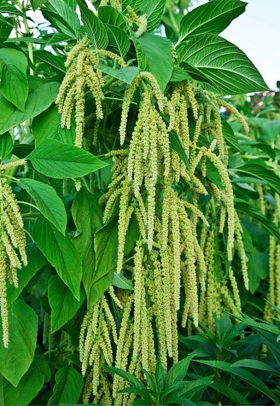 Амарант хвостатый Изумруд 0,1 гр