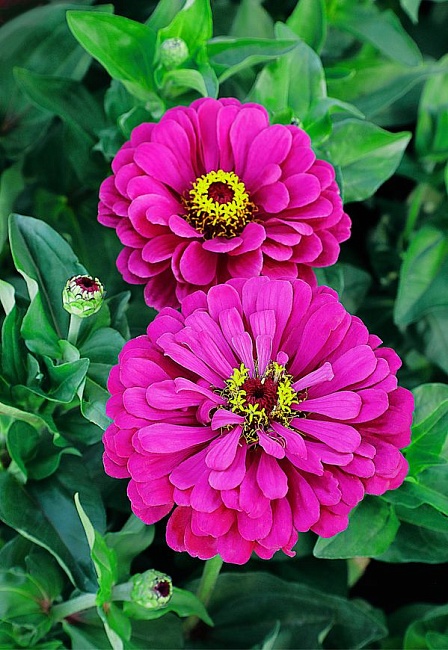 Цинния георгиноцветковая Пурпурный принц 0,5 гр