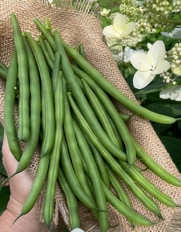 Фасоль овощная Чудо лентяя 5 гр цв п