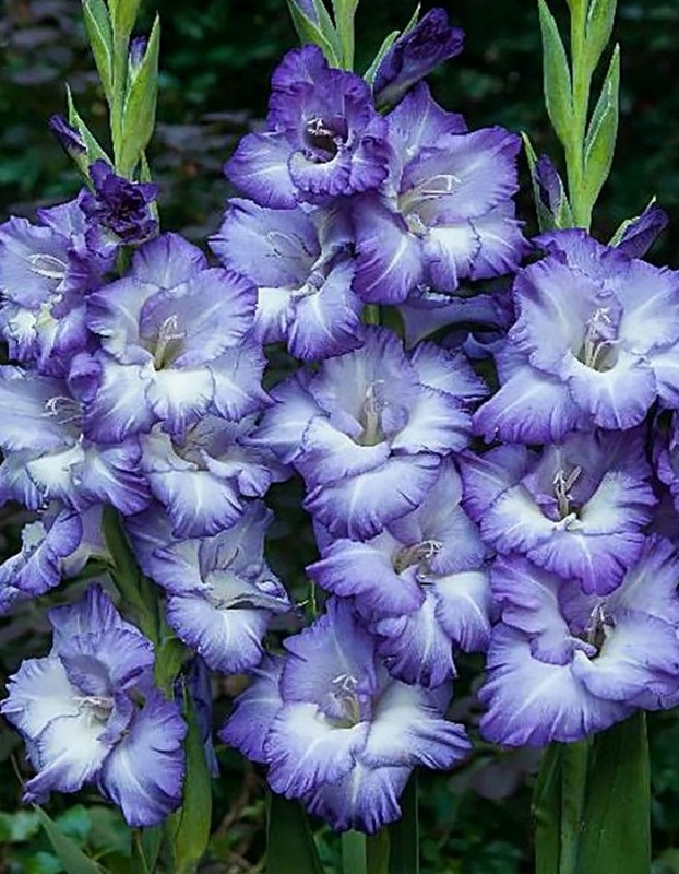 Гладиолус Тритон 