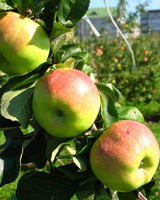 Яблоня Богатырь 