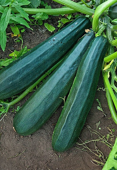 Кабачок Цукини Негритенок 1гр цв.п