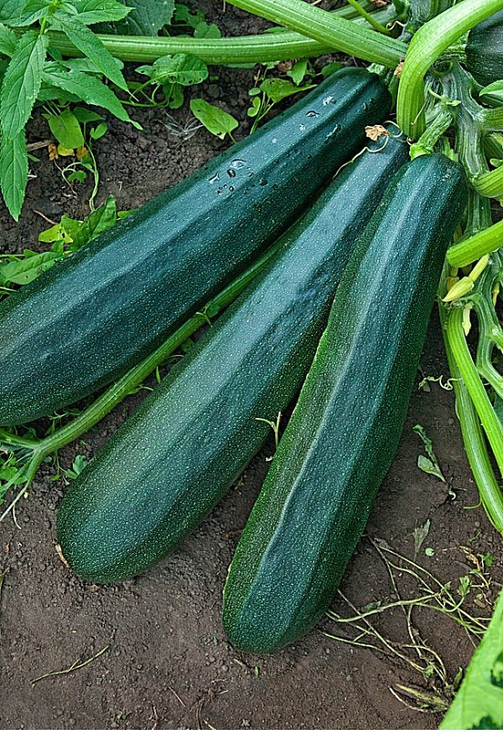 Кабачок Цукини Негритенок 1гр цв.п