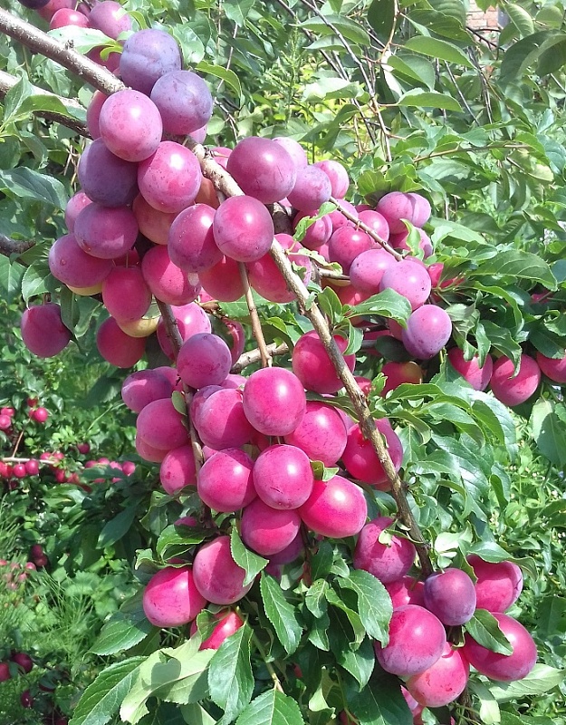 Алыча Кубанская комета  (Prunus cerasifera) 1 шт