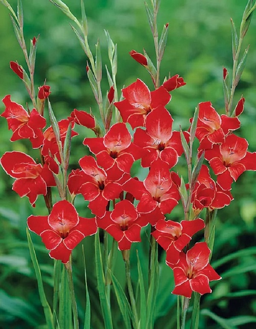 Гладиолус Атом 