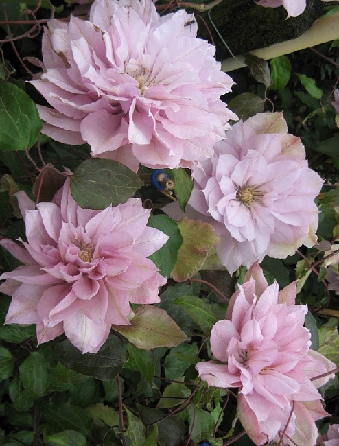 Клематис Виолет Элизабет 