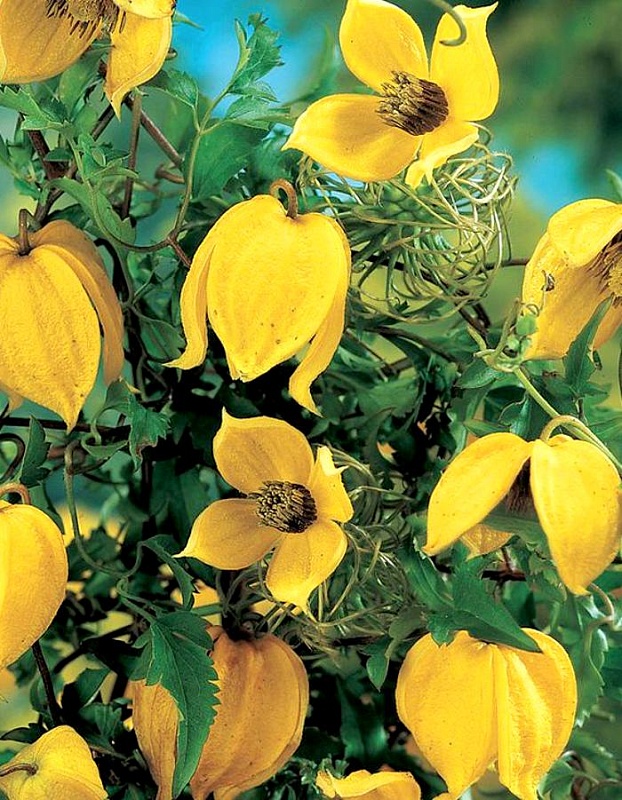 Клематис тангутский - Китайские Фонарики (УД) 12 шт цв.п. 