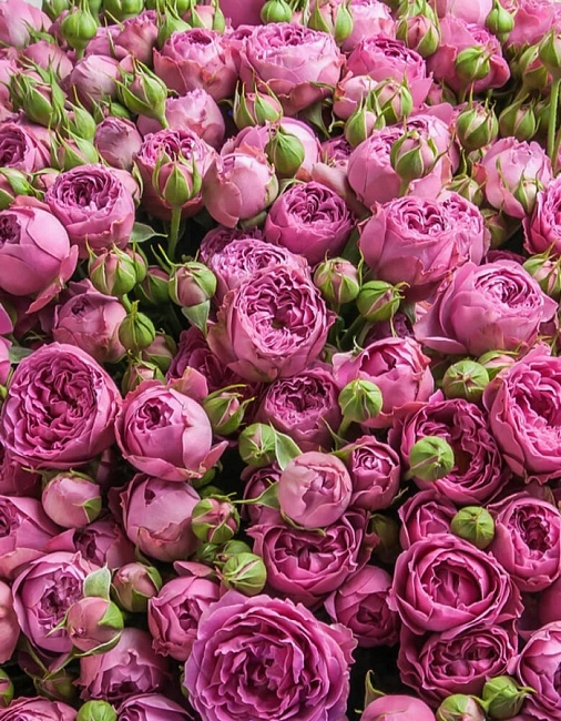 Роза спрей Латин Бабблз