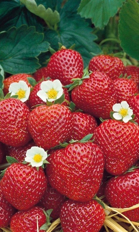 Земляника Само совершенство - ремонтантная (УД) 10 шт