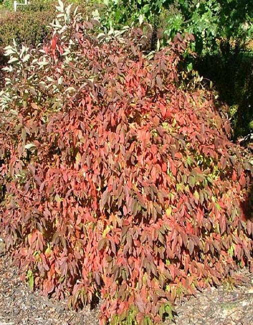 Дерен белый Ред Гном 1 шт Р9