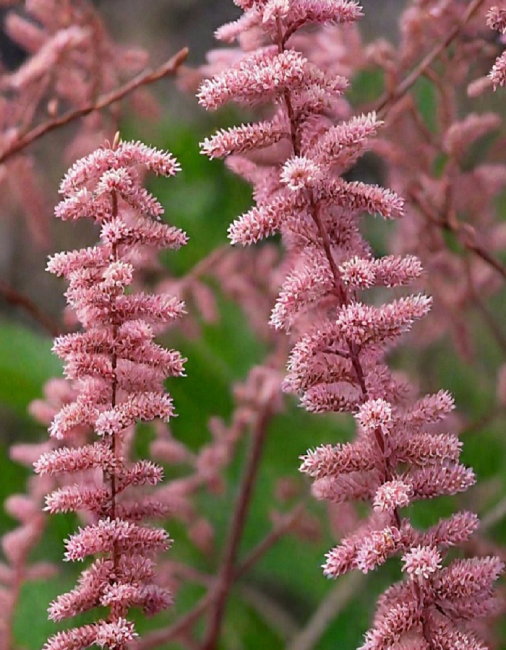 Тамарикс Мелкоцветковый 1 шт Р9