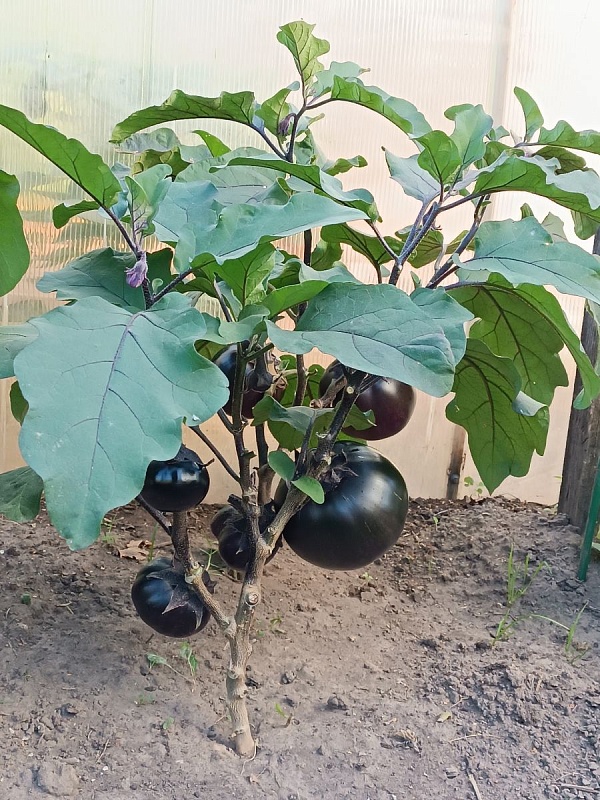 Баклажан Генеральский (УД) 20 шт. цв.п