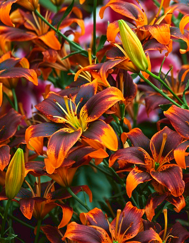 Лилия Форевер Сьюзан 