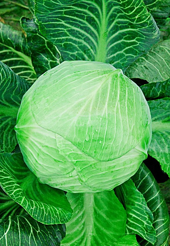 Капуста белокочанная Валентина F1 0,2 гр цв.п