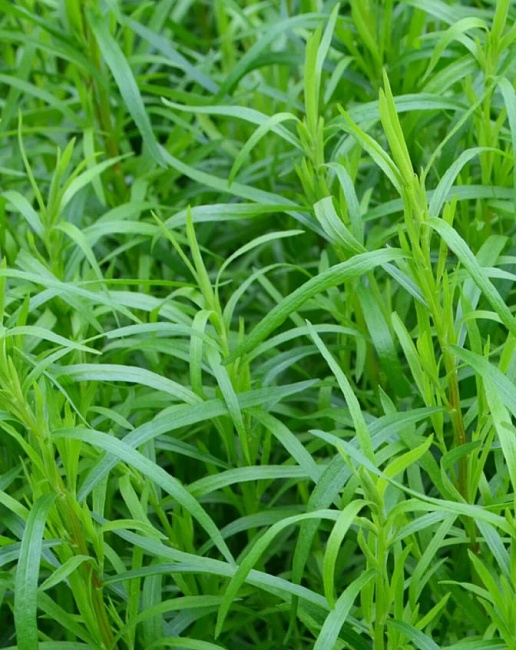 Эстрагон (тархун) Грибовчанин (УД) 0,05 гр цв п