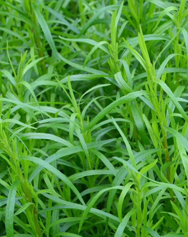 Эстрагон (тархун) Грибовчанин (УД) 0,05 гр цв п