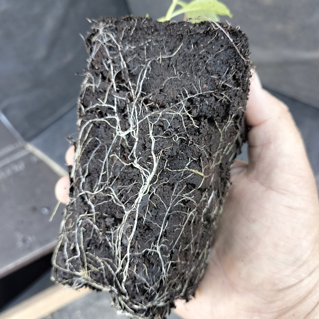 Буддлея Давида Нано Пепл 1 шт Р9