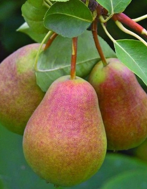 Груша Декабринка