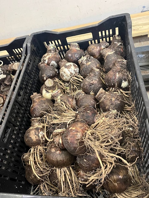 Амариллисы в ассортименте 