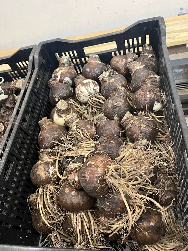 Амариллисы в ассортименте 