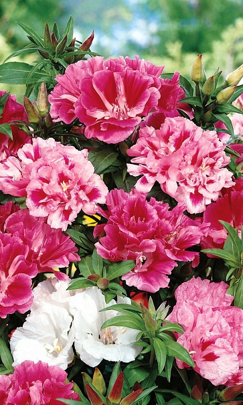 Годеция Королевский размах - крупноцветковая (УД) 0,1 гр цв п