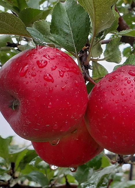 Яблоня Благая весть 1 шт