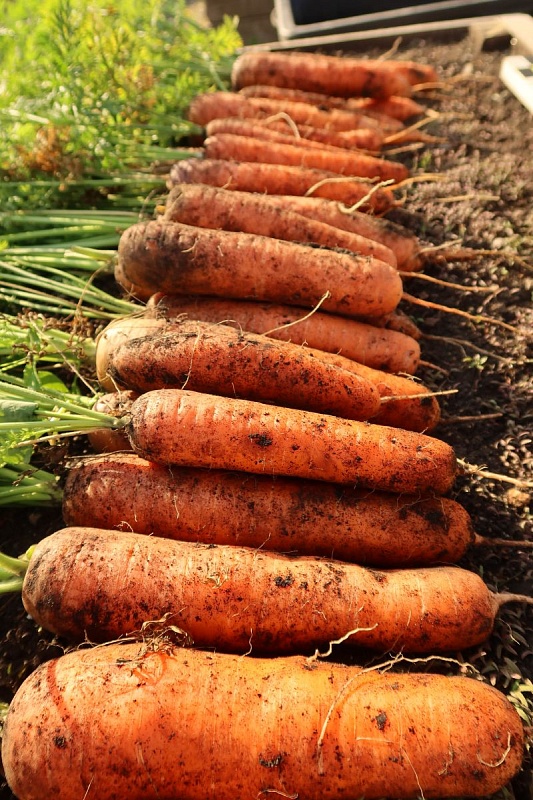 Морковь Красная Звезда F1 (УД) 1 гр. цв.п