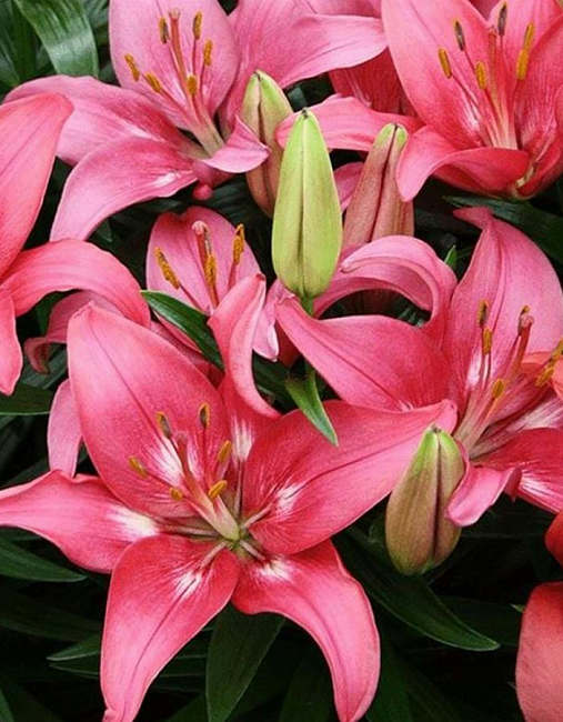 Лилия Тренди Дакота