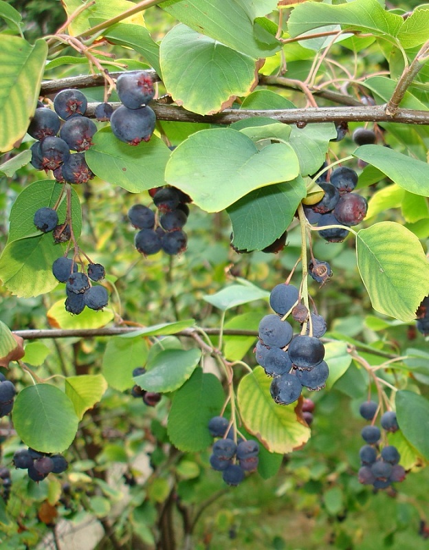 Ирга канадская Смоки 