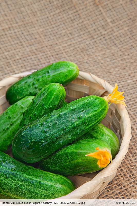 Огурец Дачный F1 0,25 гр цв.п (Био-старт)