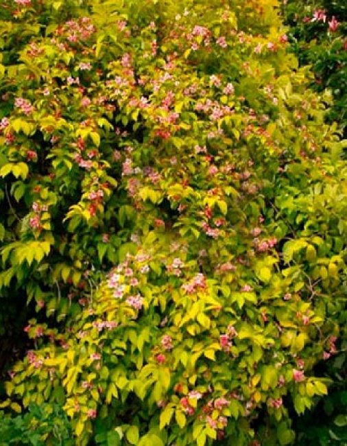 Вейгела гибридная Лоймансей Ауреа 1 шт Р9