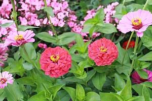 Подкормка для всех цветов в августе