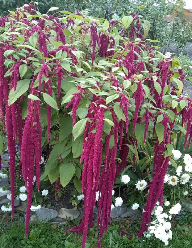 Амарант Хвостатый красный (УД) 0,25 гр цв п