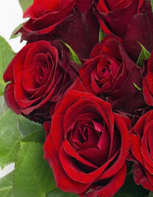 Роза чайно-гибридная Эксплорер 