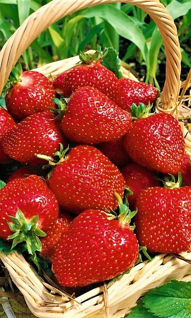 Земляника Челябинский метеорит - ремонтантная (УД) 10 шт