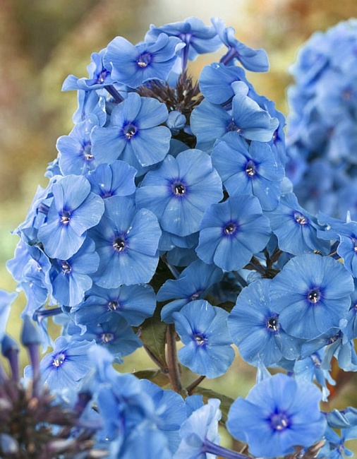 Флокс Звезда Парижа 