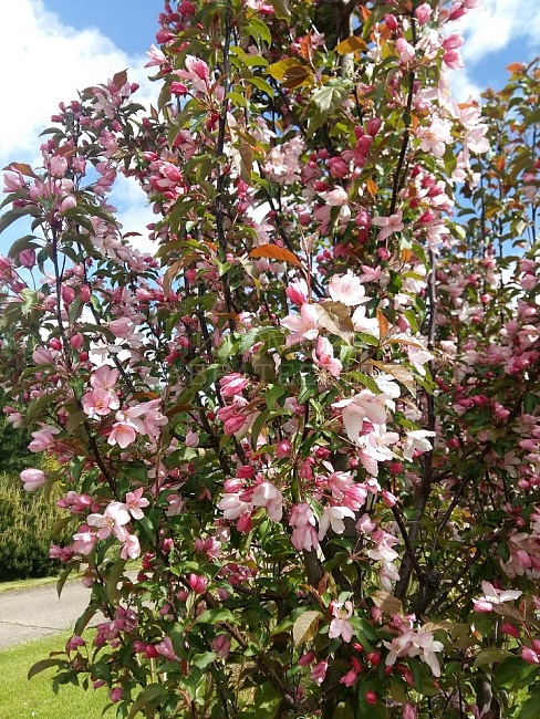 Яблоня декоративная Ред обелиск 