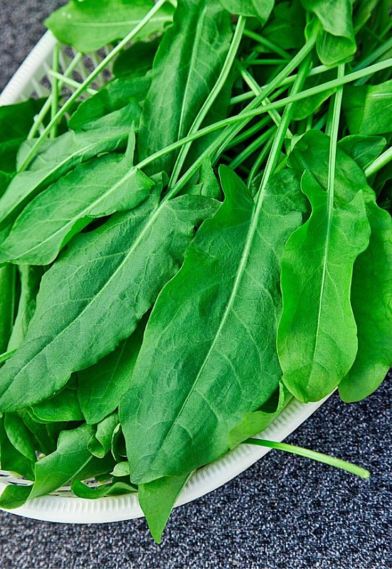 Щавель Широколистный  1 гр  б.п