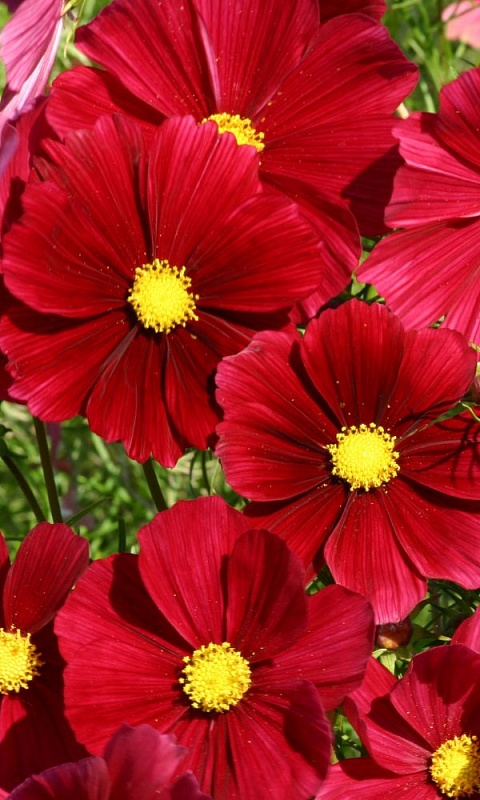 Космея Вишнево-красная сенсация (УД) 0,15 гр цв п