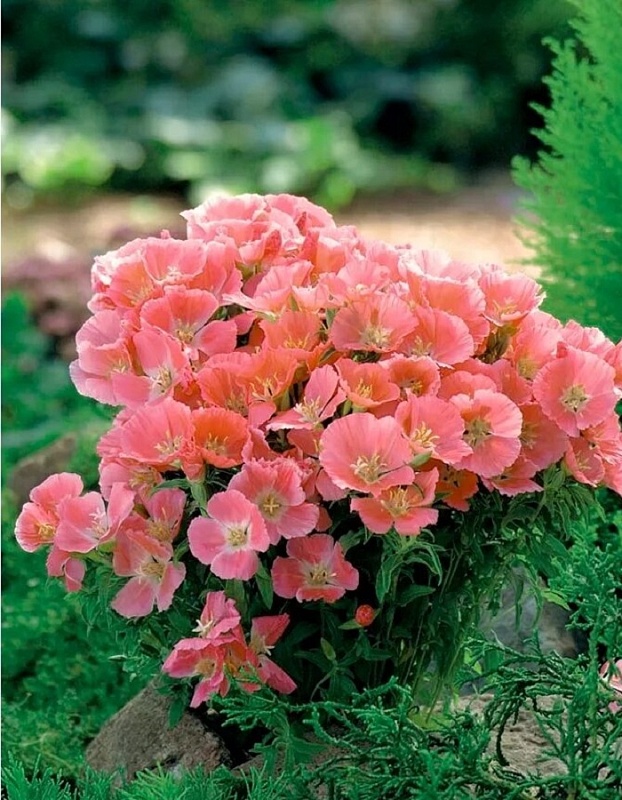 Годеция крупноцветковая Оранжевый закат (УД) 0,1 гр цв п