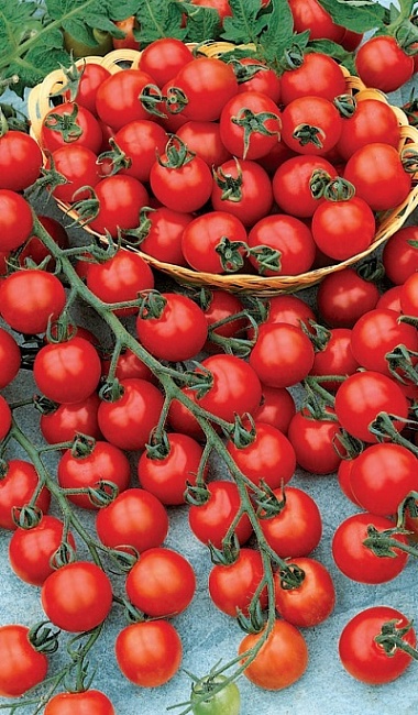 Томат 1000 и 2 помидорки (УД) 20 шт цв.п